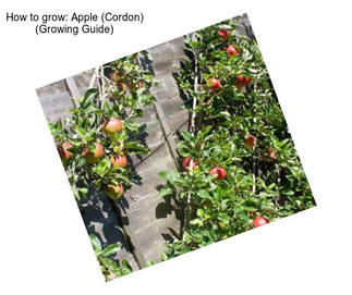 How to grow: Apple (Cordon) (Growing Guide)