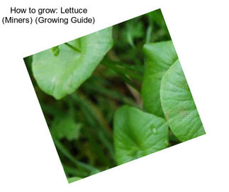 How to grow: Lettuce (Miners) (Growing Guide)