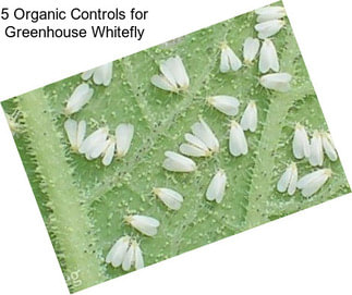 5 Organic Controls for Greenhouse Whitefly