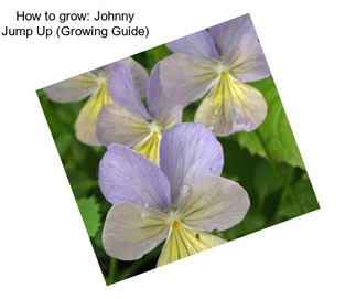 How to grow: Johnny Jump Up (Growing Guide)