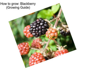 How to grow: Blackberry (Growing Guide)