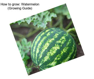 How to grow: Watermelon (Growing Guide)