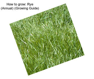 How to grow: Rye (Annual) (Growing Guide)