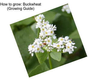 How to grow: Buckwheat (Growing Guide)