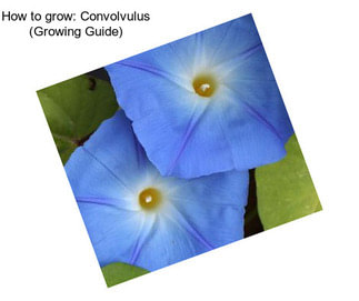 How to grow: Convolvulus (Growing Guide)