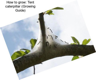 How to grow: Tent caterpillar (Growing Guide)