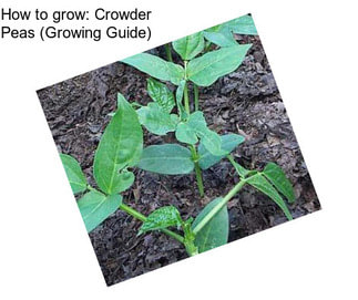 How to grow: Crowder Peas (Growing Guide)