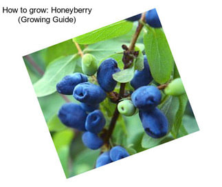 How to grow: Honeyberry (Growing Guide)