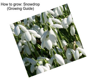How to grow: Snowdrop (Growing Guide)
