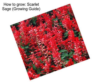 How to grow: Scarlet Sage (Growing Guide)