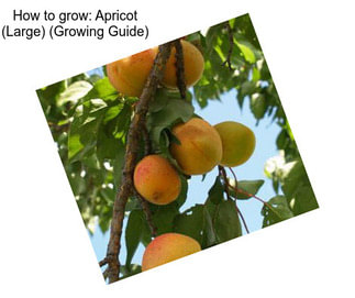 How to grow: Apricot (Large) (Growing Guide)