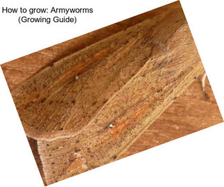 How to grow: Armyworms (Growing Guide)