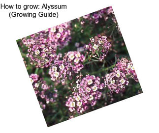 How to grow: Alyssum (Growing Guide)