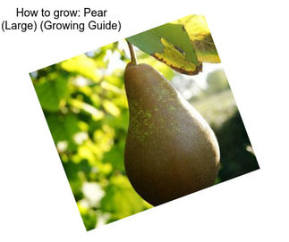 How to grow: Pear (Large) (Growing Guide)