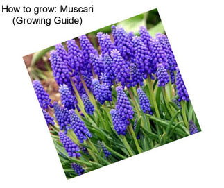 How to grow: Muscari (Growing Guide)