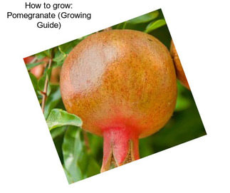 How to grow: Pomegranate (Growing Guide)