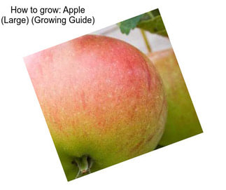 How to grow: Apple (Large) (Growing Guide)