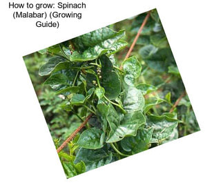 How to grow: Spinach (Malabar) (Growing Guide)