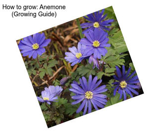 How to grow: Anemone (Growing Guide)