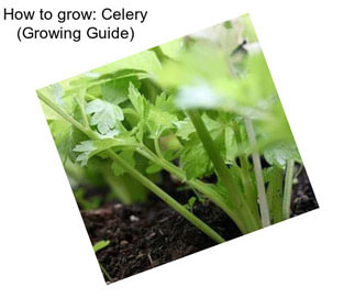 How to grow: Celery (Growing Guide)
