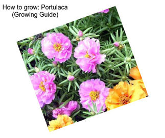 How to grow: Portulaca (Growing Guide)
