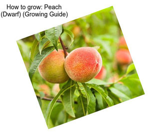 How to grow: Peach (Dwarf) (Growing Guide)