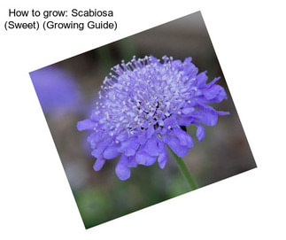 How to grow: Scabiosa (Sweet) (Growing Guide)