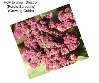 How to grow: Broccoli (Purple Sprouting) (Growing Guide)