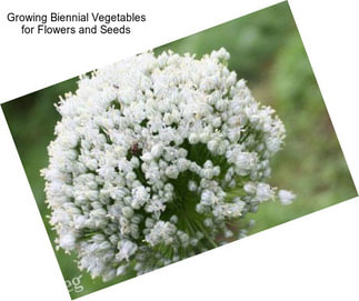 Growing Biennial Vegetables for Flowers and Seeds