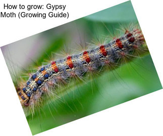 How to grow: Gypsy Moth (Growing Guide)
