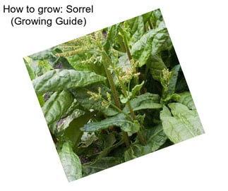 How to grow: Sorrel (Growing Guide)