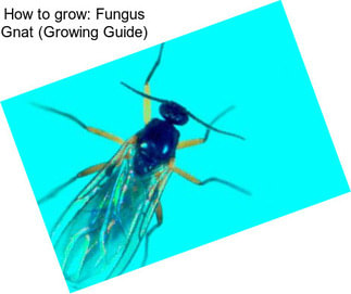 How to grow: Fungus Gnat (Growing Guide)