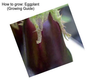 How to grow: Eggplant (Growing Guide)