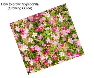 How to grow: Gypsophila (Growing Guide)