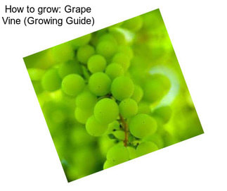 How to grow: Grape Vine (Growing Guide)