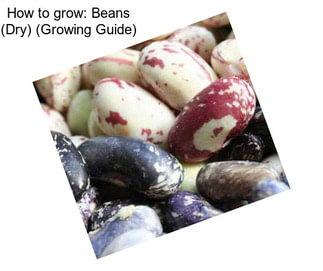 How to grow: Beans (Dry) (Growing Guide)