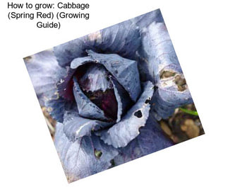 How to grow: Cabbage (Spring Red) (Growing Guide)