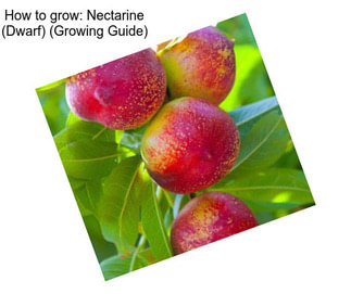 How to grow: Nectarine (Dwarf) (Growing Guide)