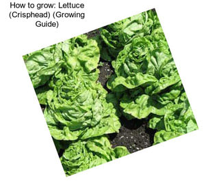 How to grow: Lettuce (Crisphead) (Growing Guide)