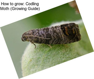 How to grow: Codling Moth (Growing Guide)