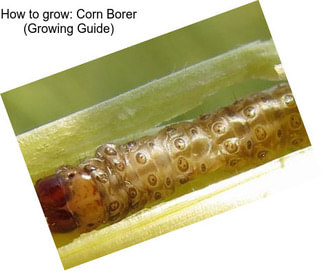 How to grow: Corn Borer (Growing Guide)