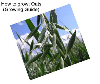 How to grow: Oats (Growing Guide)