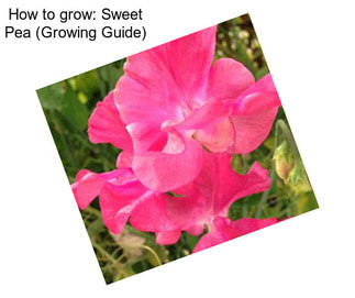 How to grow: Sweet Pea (Growing Guide)