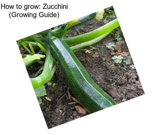 How to grow: Zucchini (Growing Guide)