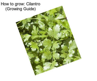 How to grow: Cilantro (Growing Guide)