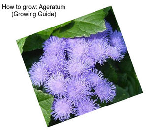 How to grow: Ageratum (Growing Guide)