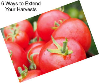 6 Ways to Extend Your Harvests