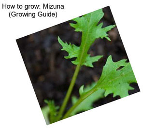 How to grow: Mizuna (Growing Guide)