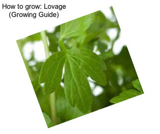 How to grow: Lovage (Growing Guide)