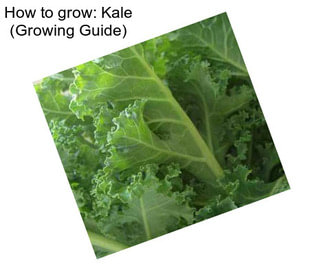 How to grow: Kale (Growing Guide)
